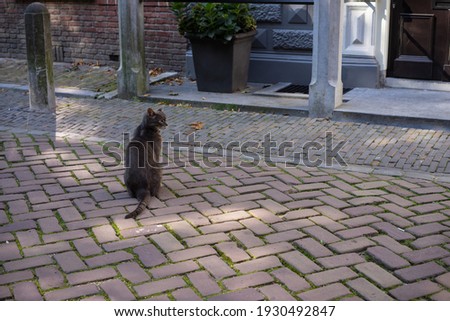 A Grey tabby cat sitting in the middle of a cobblestone road in an old town