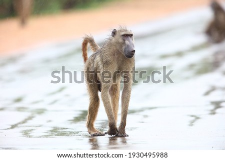 Chacma baboon walking over a wet road during rain for a high key image, Kruger National Park, South Africa