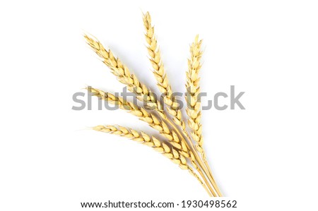 Golden wheat on a white background. Close up of ripe ears of wheat. Royalty-Free Stock Photo #1930498562