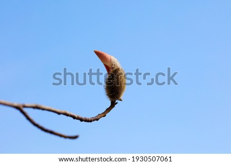 Blooming magnolia flowers in the blue sky