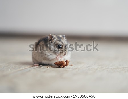 The gray Dzungarian hamster holds a walnut in its paws and eats it. Dwarf hamster.