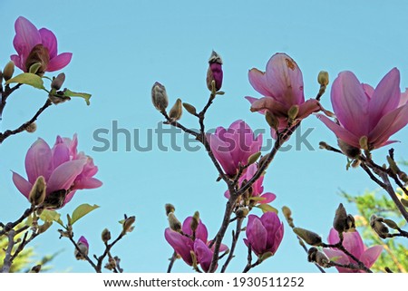Low angle view of the bright pink and purple white  blossoms of a bare magnolia tulip tree under blue sky in early spring