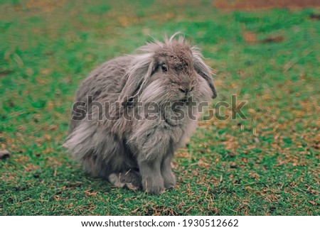 Portrait of fluffy grey rabbit on a natural green background.