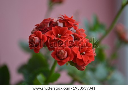 a picture of red poinsettia flower