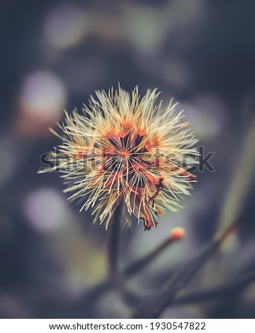 closeup grass flower in the garden, selective focus in soft tone