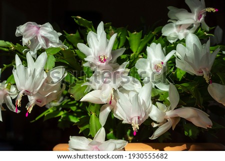 Flowering false Christmas cactus (Schlumbergera truncata) in a pot against a black background, picture from Vasternorrland Sweden.