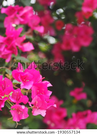 colorful PAPER FLOWER, bougainvillea white in pink leaves, shiny flowers under morning sunlight, selective focus shallow depth of field blur garden background