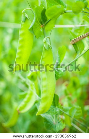 pea plant (binomial name: Pisum sativum)