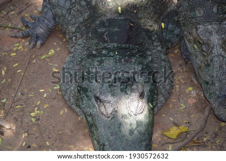Closeup view of black alligator crocodile, top view of hidden crocodile on the ground, silent alligator crocodile is sleeping on the ground    