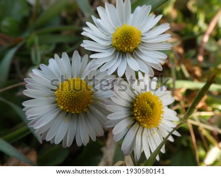 white daisies in a meadow