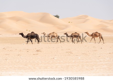 4 camels walking free in a row in the Abu Dhabi desert with beautiful sand dunes in the background Royalty-Free Stock Photo #1930585988