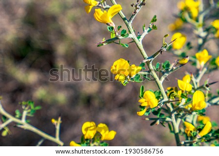 the blooming yellow wild flowers