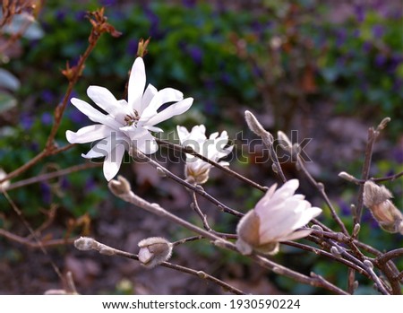 Beautiful magnolia garden flower blossom in nature