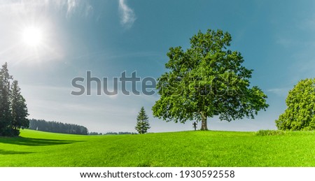Green tree on on a green meadow Royalty-Free Stock Photo #1930592558