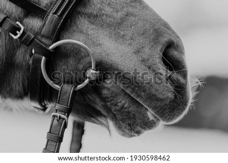 horse photos, black and white photography, detailed horse photos, horse portraits
