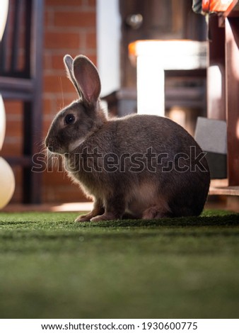 Closeup portrait of cute fluffy brown domesticated rabbit bunny sitting on green artificial grass carpet in house home Quilotoa Ecuador South America