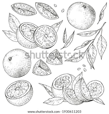 Vector collection of hand drawn orange. Set monochrome sketches with pieces fruit. Drawings of branches and leaves. Engraving style. For packaging design, advertising, menus, recipe magazines. PART 2 Royalty-Free Stock Photo #1930611203