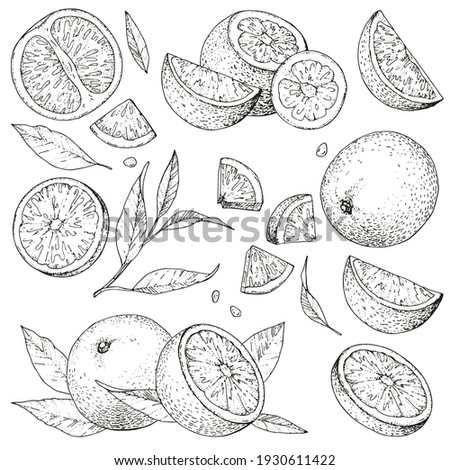 Vector collection of hand drawn orange. Set monochrome sketches with pieces fruit. Drawings of branches and leaves. Engraving style. For packaging design, advertising, menus, recipe magazines. PART 1 Royalty-Free Stock Photo #1930611422