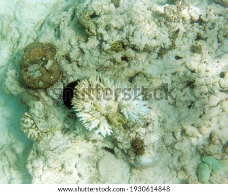 A picture of coral reef damaged by coral bleaching