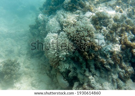 A picture of coral reef damaged by coral bleaching