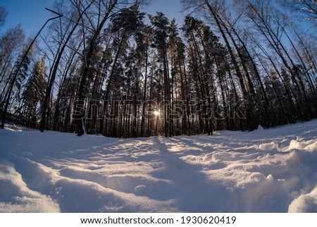 Trunks of trees in the winter forest