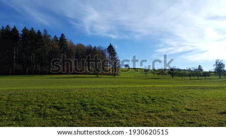 green, forest, field, a sunny day, colors, the blue sky