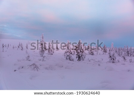 Frozen trees on top of mountain 
 in Lapland. view at sunset.