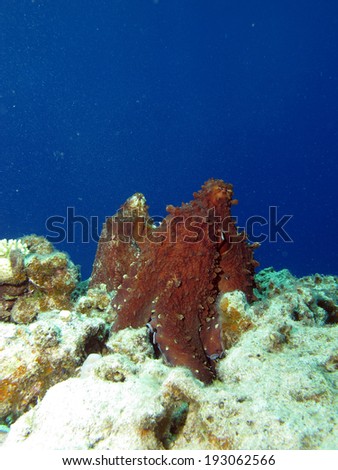 Two octopus mating on a coral reef