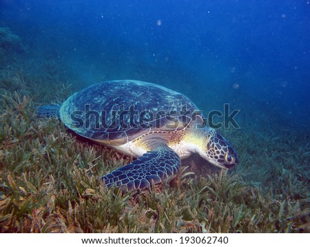 Green turtle on seagrass