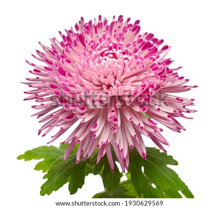 Pink head chrysanthemum flower isolated on white background. Floral pattern, object. Flat lay, top view