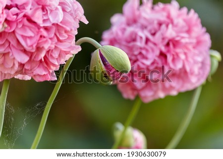 close up of a popping bud of a filled pink peony poppy next to blossoms in full bloom in the garden
