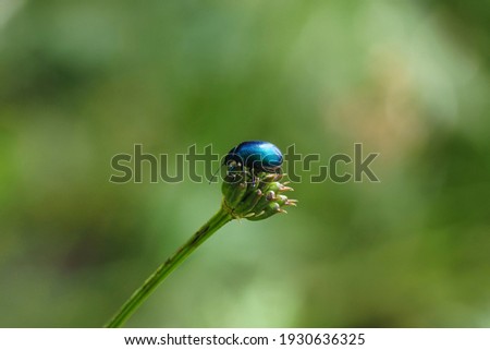 A nice picture of an indefinite beetle from central europe , an intresting photo