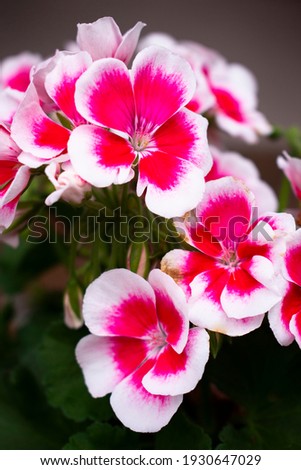 Vibrant pelargonium blooming flowers ( geraniums, pelargoniums, storks bills) flowers with ornamental white outlines in a flower pot in the summer or spring garden Royalty-Free Stock Photo #1930647029