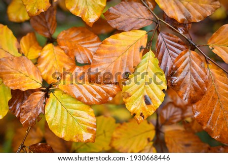 Colorful beech leaves on thin twigs, autumn day.
