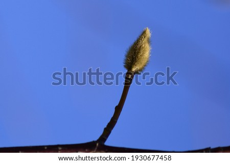 Magnolia bud on a sunny day in early spring.