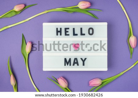 Hello May - text on display lightbox on purple background wih pink tulips. Pastel colors, soft image. Floral Greeting card.  Flat lay