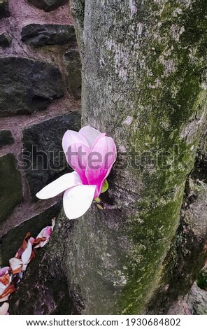 The pink flower of blooming magnolia on a trunk.