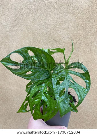 monstera Adansonii monkey leaf plant rare aroid