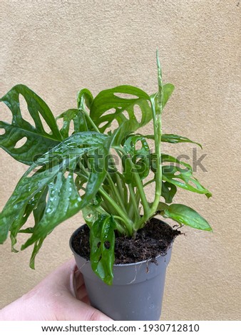 monstera Adansonii monkey leaf plant rare aroid