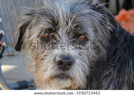 My dog Misfit being her moody self Royalty-Free Stock Photo #1930713443
