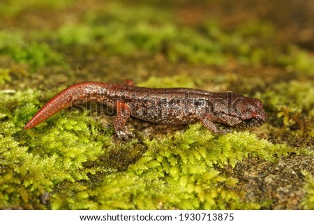 A closeup shot of a red-colored Ensatina salamander with a shiny body on the green moss from North California