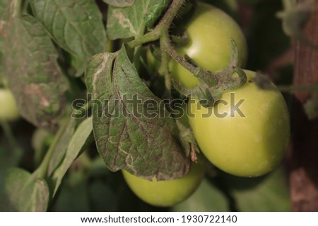 fresh and healthy raw tomato stock on tree in firm for harvest