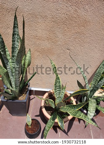 Ornamental Snake plants  Sanseviera trifasciata in the pot at home mini garden. NASA study shows  the plant provide a natural way of removing volatile organic pollutants
