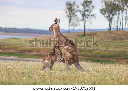 Kangaroo and joey standing in the grass at Lake Wivenhoe, Queensland, Australia