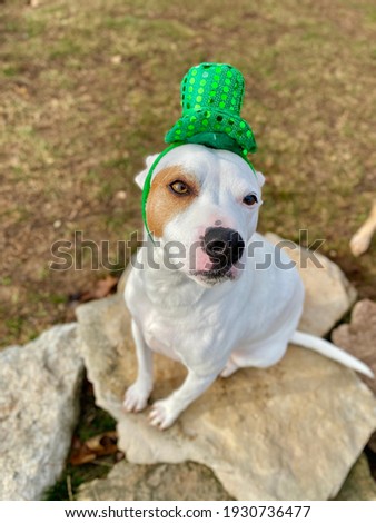 Tiny white dog wearing green outfit 