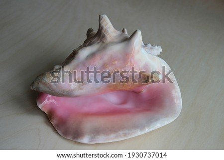 Shell. Specimen of shell. Nature and shell. Decoration and collection. Natural decoration.