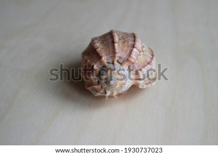 Shell. Specimen of shell. Nature and shell. Decoration and collection. Natural decoration.