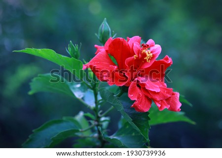 Red Dragon Hibiscus Flower with nature bokeh background