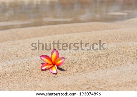 Tropical flower Plumeria alba on the sandy beach. Shallow depth of field