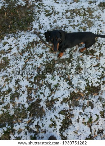 Dachshund dog in winter in the snow